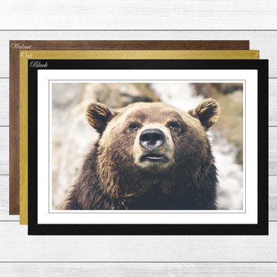 Big Box Art Gerahmtes Poster Brauner Grizzlybär, Fotodruck | Wayfair.de
